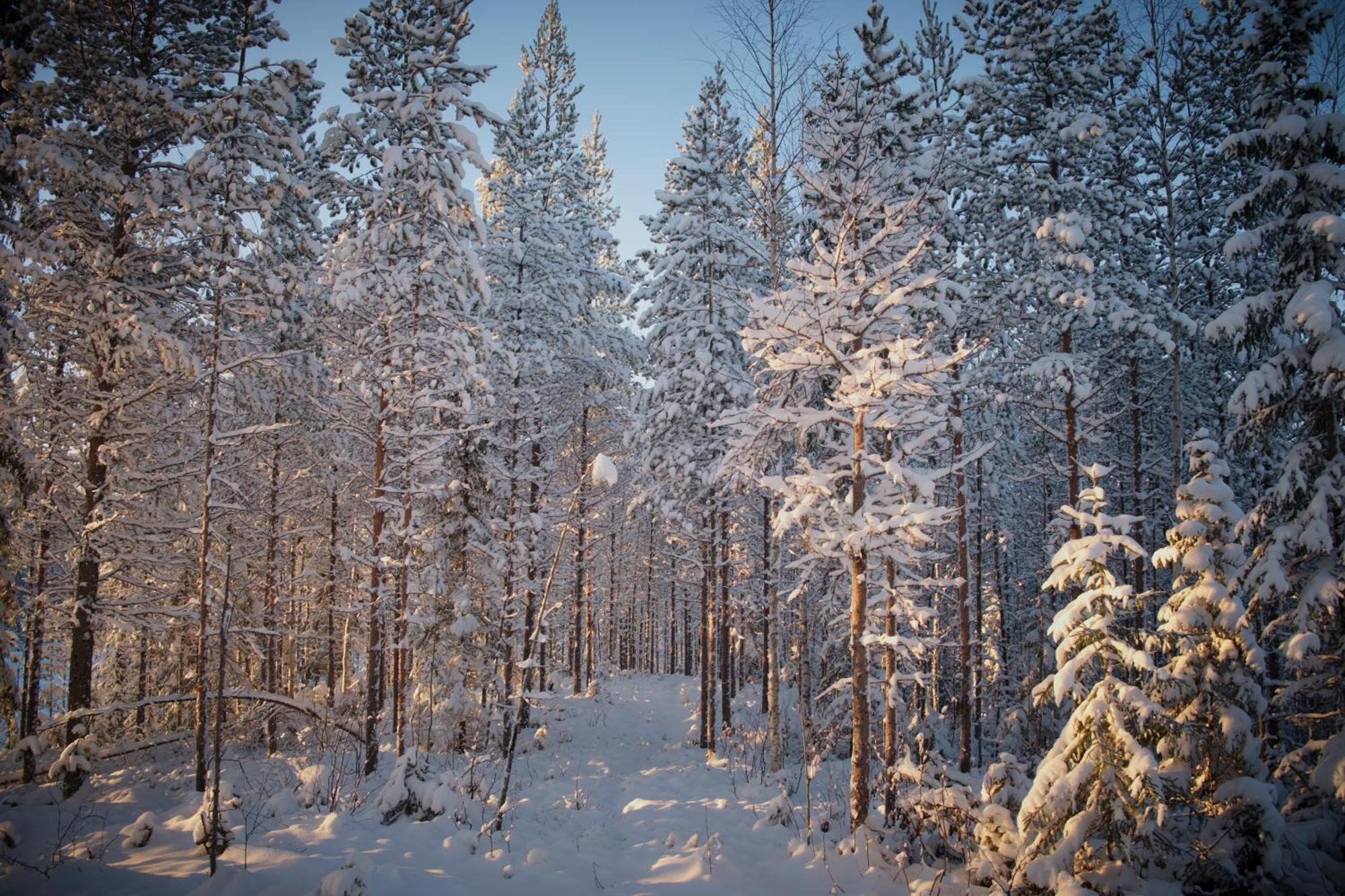 Hotel Langforsen Glamping & Lapland Experience à Lapptrask Extérieur photo